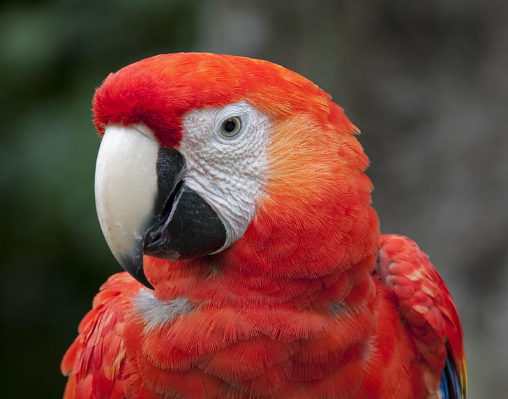 shallow focus photography of scarlet macaw, Parrot, shallow focus, photography, scarlet macaw, Mexico, Yucatan, Red, Ara macao, bird, animal, nature, macaw, beak, wildlife, feather, pets, multi Colored, HD wallpaper