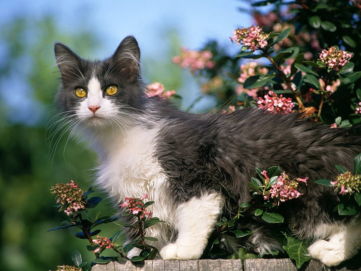 дълга козина черно-бяла котка, коте, цветя, грижи, HD тапет