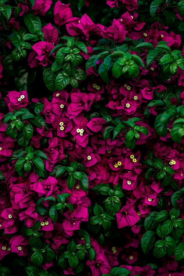 лилави бугенвилии цветя, цветя, храст, листа, розови, HD тапет, тапет за телефон