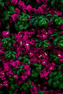 buganvílias roxas flores, flores, arbusto, folhas, rosa, HD papel de parede HD wallpaper