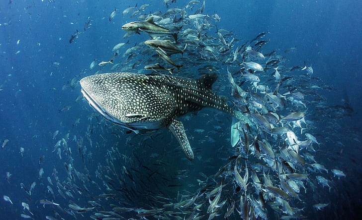 air, ikan, hiu, di bawah air, Spesies terbesar yang ada saat ini, Hiu paus, Wallpaper HD