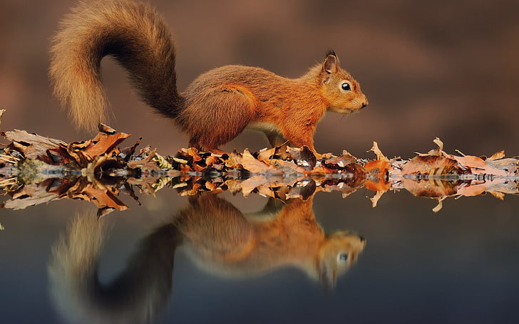 붉은 다람쥐, 다람쥐, 잎, 반사, 물가, HD 배경 화면