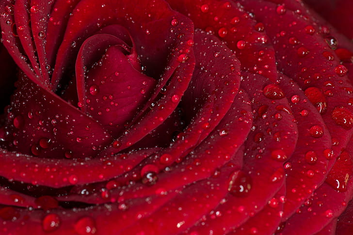 макро фотография цветка розы с каплями воды, роза, красная роза, макро, макро фотография, цветок, вода, капли, природа, лепесток, макро, растение, макро, красный, фоны, роса, свежесть, красота В природе,Голова цветка, капля, одиночный цветок, HD обои