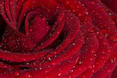 Macrophotographie de fleur rose avec des gouttes d'eau, rose, rose rouge, gros plan, macrophotographie, fleur, eau, gouttes, nature, pétale, gros plan, plante, macro, rouge, arrière-plans, rosée, fraîcheur, beauté,Tête, goutte, fleur simple, Fond d'écran HD HD wallpaper