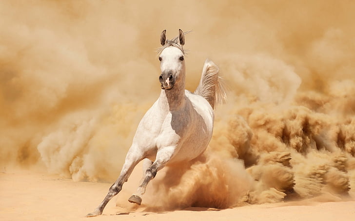 dust, horse, running, sand, HD wallpaper