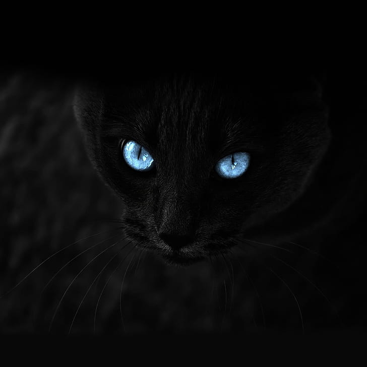 gato, negro, ojos azules, mirada, Fondo de pantalla HD