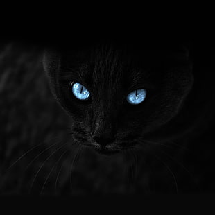 chat, noir, yeux bleus, regard, Fond d'écran HD HD wallpaper