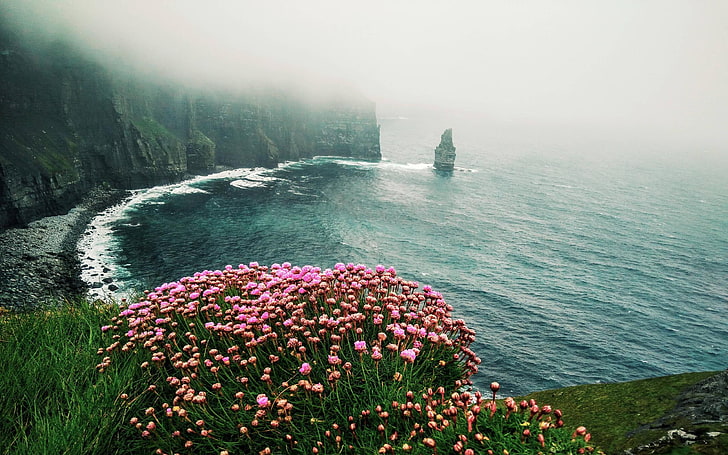 flowers, sea, cliff, beach, landscape, nature, HD wallpaper