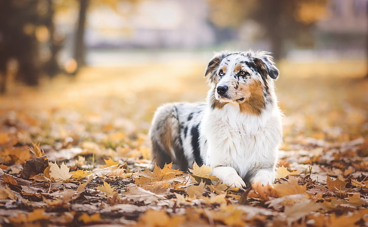 длинношерстная белая, черная и коричневая собака, собака, осень, листья, кленовые листья, HD обои