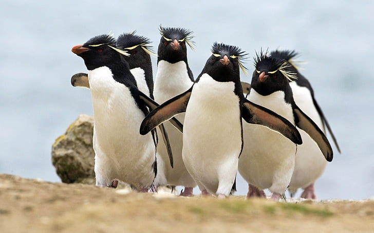 Пингвин Пингвины Bird Birds HD, животные, птица, птицы, пингвин, пингвины, HD обои