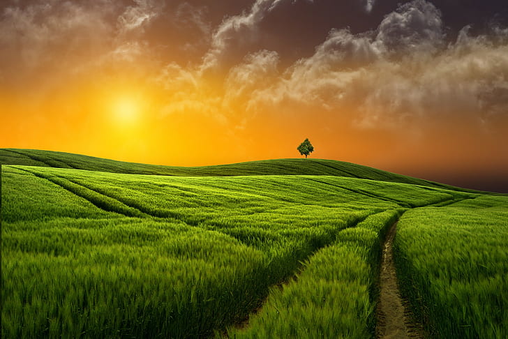 Bidang rumput matahari terbenam, padang rumput, Alam, lapangan, rumput, matahari terbenam, Wallpaper HD