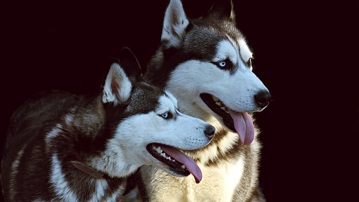 Husky sibérien, chien, animaux, Fond d'écran HD