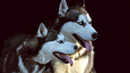 Sibirischer Husky, Hund, Tiere, HD-Hintergrundbild HD wallpaper