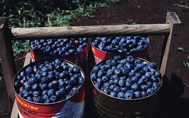 blueberry lot, cranberries, buckets, berry, HD wallpaper
