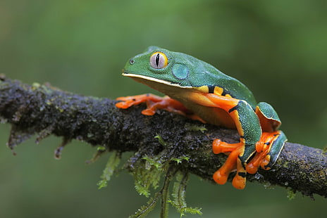 Frogs, Frog, Amphibian, Wildlife, HD wallpaper HD wallpaper