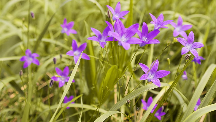трава, цветы, фиолетовый, HD обои