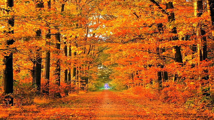 saison d'automne routes parcs 1920x1080 Nature Seasons HD Art, routes, automne (saison), Fond d'écran HD