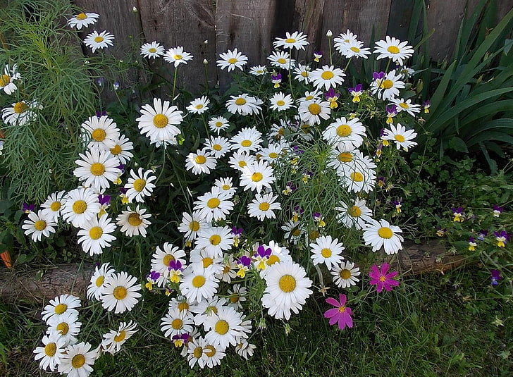 weiße Gänseblümchen, Kamille, Kosmeya, Blumen, Kräuter, Blumenbeet, Zäune, HD-Hintergrundbild