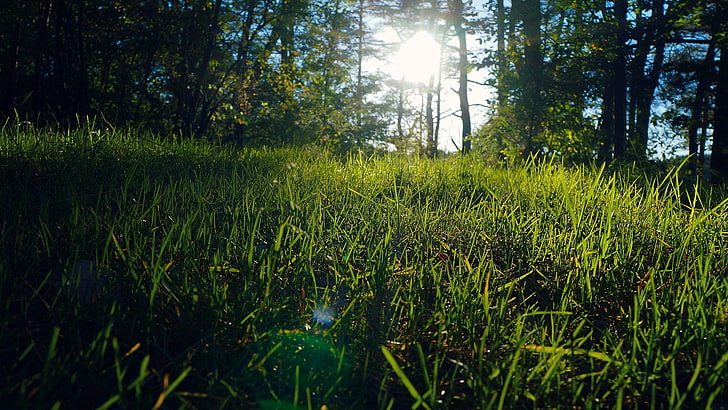 zielone trawy, zdjęcie zielonego pola trawy w ciągu dnia, natura, światło słoneczne, trawa, makro, drzewa, cień, flara obiektywu, Tapety HD