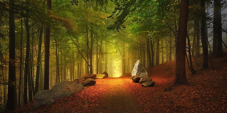 arbres à feuilles vertes, photographie de paysage de forêt, forêt, chemin d'accès, automne, feuilles, collines, arbres, Allemagne, brouillard, nature, paysage, lumière du soleil, chemin de terre, Fond d'écran HD