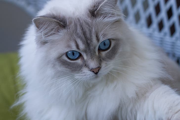 cat, look, muzzle, blue eyes, fluffy, Ragdoll, HD wallpaper