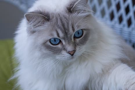 katt, blick, mun, blå ögon, fluffigt, Ragdoll, HD tapet HD wallpaper
