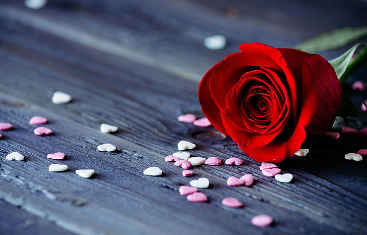 rote Rose, Blume, Blumen, Hintergrund, Widescreen, Wallpaper, Romantik, Rose, Blütenblätter, Herzen, rot, Datum, Vollbild, HD Wallpaper, Vollbild, HD-Hintergrundbild