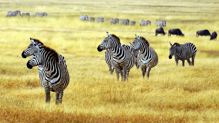 fauna silvestre, pradera, cebra, animales salvajes, fauna, sabana, manada, parque nacional de Arusha, pradera, césped, llanura, parque nacional, safari, estepa, Fondo de pantalla HD