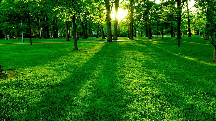 rumput hijau, taman, halaman rumput, rumput, pohon, matahari, Wallpaper HD