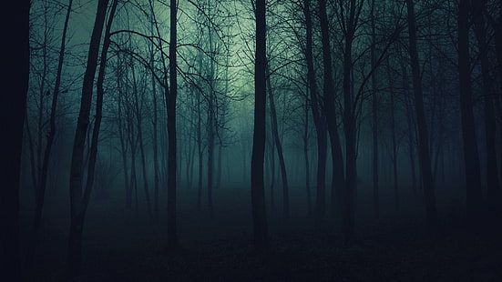 gloomy, twilight, wood, forest, trees, fog, haze, darkness, dark, HD wallpaper HD wallpaper