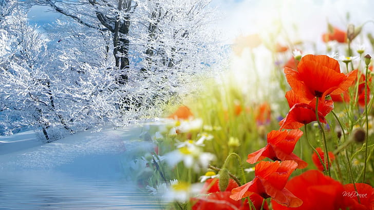 Winter Into Spring, red petaled flowers, frost, poppies, ze, fleurs, cold, wild flowers, daisies, flowers, trees, spring, field, fantasy, HD wallpaper
