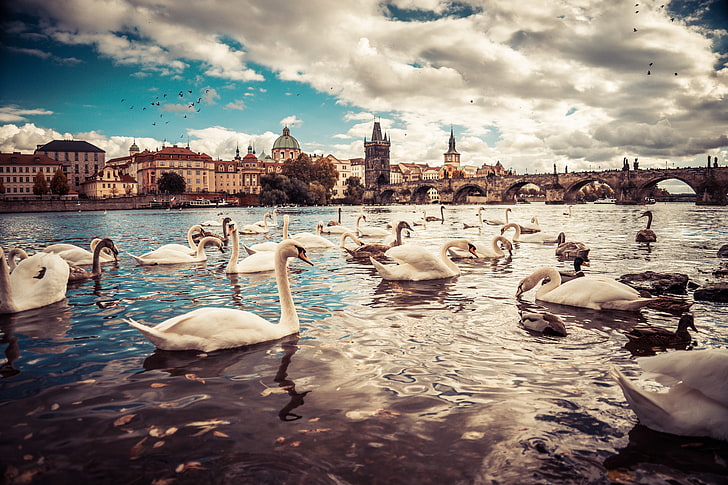 гъски, вода, мост, Прага, Чехия, лебед, река Молдау, градски пейзаж, синьо, небе, HD тапет