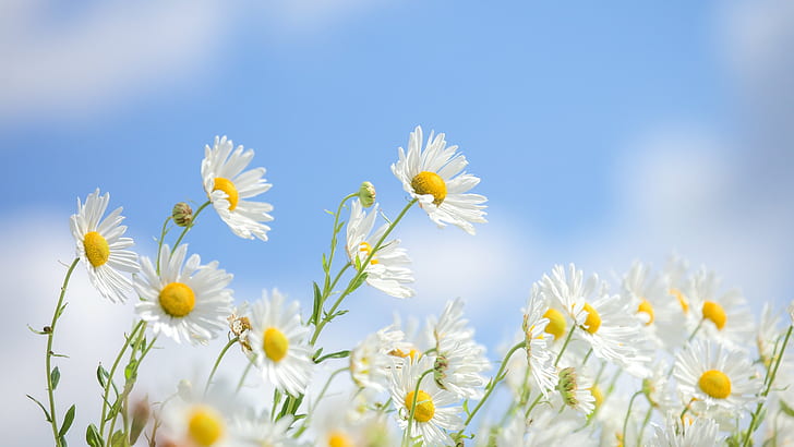 화려한, 파란색, 흰색 꽃, 꽃, 식물, HD 배경 화면