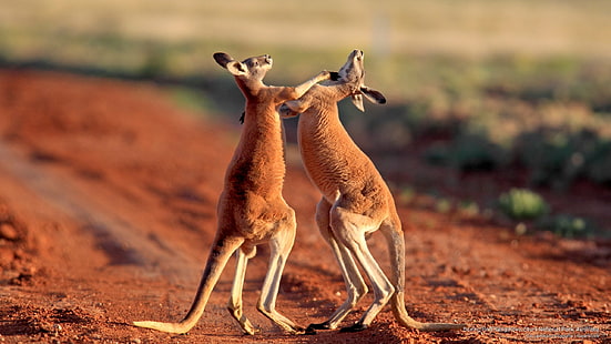 จิงโจ้แดง Boxing, อุทยานแห่งชาติ Sturt, ออสเตรเลีย, สัตว์ต่างๆ, วอลล์เปเปอร์ HD HD wallpaper