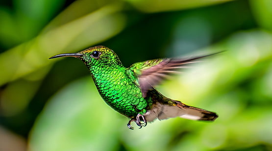 Vögel, Kolibri, Vogel, Kolibri, HD-Hintergrundbild HD wallpaper