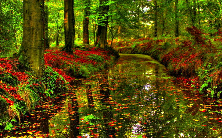 Forest Canal, forest, canal, autumn, nature and landscapes, HD wallpaper