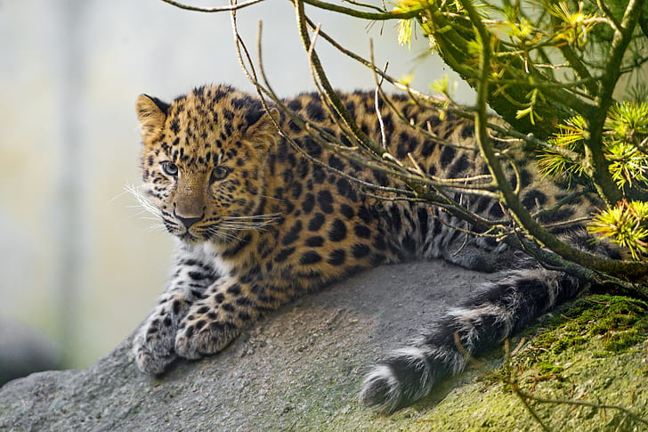 Lampart amurski, mech, kotek, kamień, gałązki, młode, amur, kot, lampart, © Tambako The Jaguar, Tapety HD