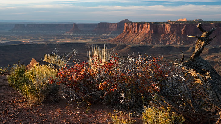 braune Gebirgsdigitaltapete, Utah, Landschaft, Zion National Park, Schlucht, Wüste, HD-Hintergrundbild