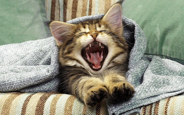 brown and black kitten, cat, yawning, mouth, blanket, kitten, HD wallpaper