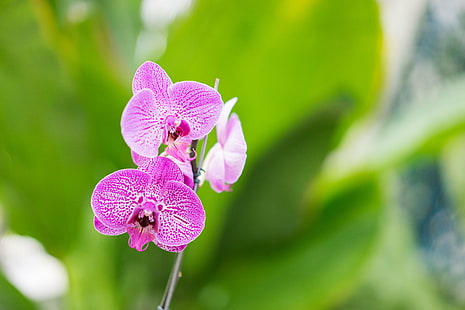Seçici odak fotoğraf güve orkide, seçici odak, fotoğraf, Brezilya, karnaval, orkide, doğa, bitki, taçyaprağı, çiçek, yakın çekim, çiçek Baş, güve orkide, pembe renk, HD masaüstü duvar kağıdı HD wallpaper