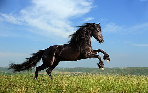 السماء ، المرج ، الحصان ، عدو، خلفية HD HD wallpaper