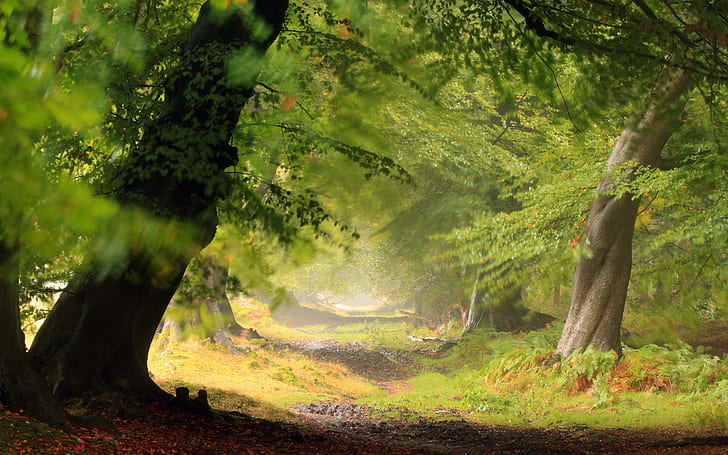 Path Trail Trees Green HD, ilustración del bosque, naturaleza, árboles, verde, camino, sendero, Fondo de pantalla HD
