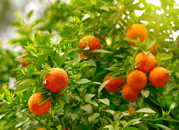 orange fruits, oranges, fruit, leaves, fruits, HD wallpaper