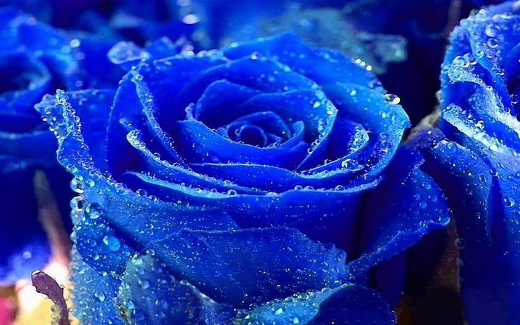 Rose Water Drops Blue Color Pictures Vacker Flower Rose Wallpaper, HD tapet