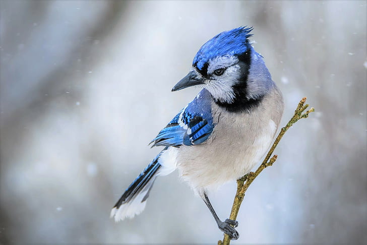 الطيور ، القيق الأزرق ، الحيوان ، الطيور ، الفروع ، الثلج ، الشتاء، خلفية HD