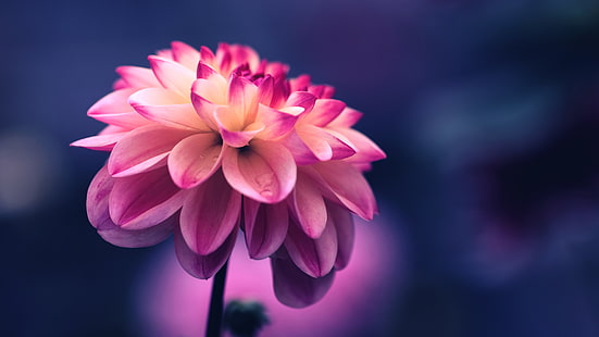 pink dahlia flower, flower, pink, petals, bud, close-up, HD wallpaper HD wallpaper