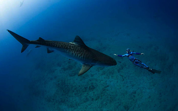 Sand Tiger Shark Ocean Underwater World Sharks Reef Fish Hd Wallpapers para teléfonos móviles y computadoras portátiles, Fondo de pantalla HD