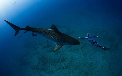 Пясъчна тигрова акула Океан Подводен свят Акули Риф Риба Hd Тапети за мобилни телефони и лаптопи, HD тапет HD wallpaper