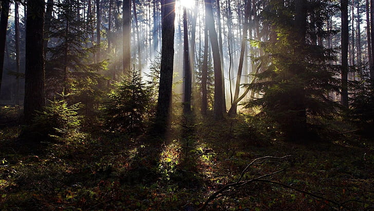 Hutan Sinar Matahari Pohon HD, alam, pohon, sinar matahari, hutan, Wallpaper HD