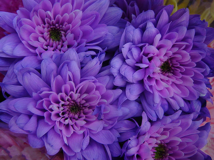 Flowers, Flower, Close-Up, Dahlia, Daisy, Earth, Purple Flower, HD wallpaper